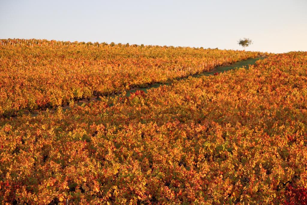 Les Glycines - Domaine Gilles Coperet Panzió Régnié Kültér fotó