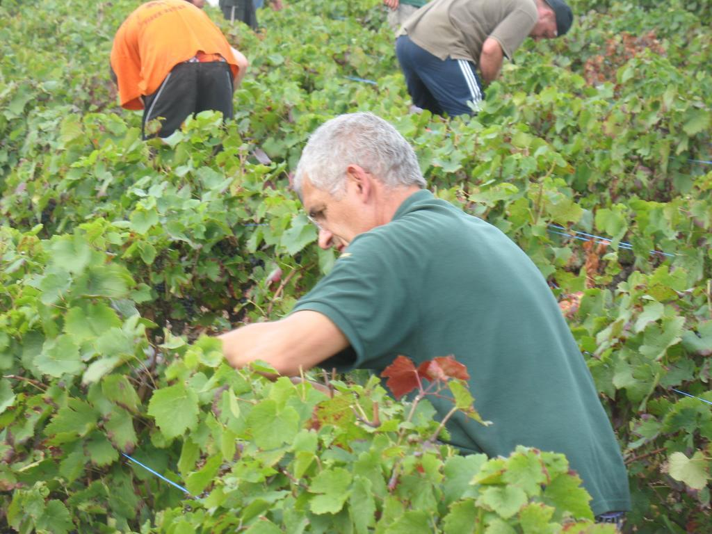 Les Glycines - Domaine Gilles Coperet Panzió Régnié Kültér fotó