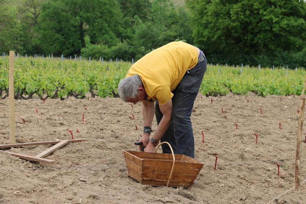 Les Glycines - Domaine Gilles Coperet Panzió Régnié Kültér fotó